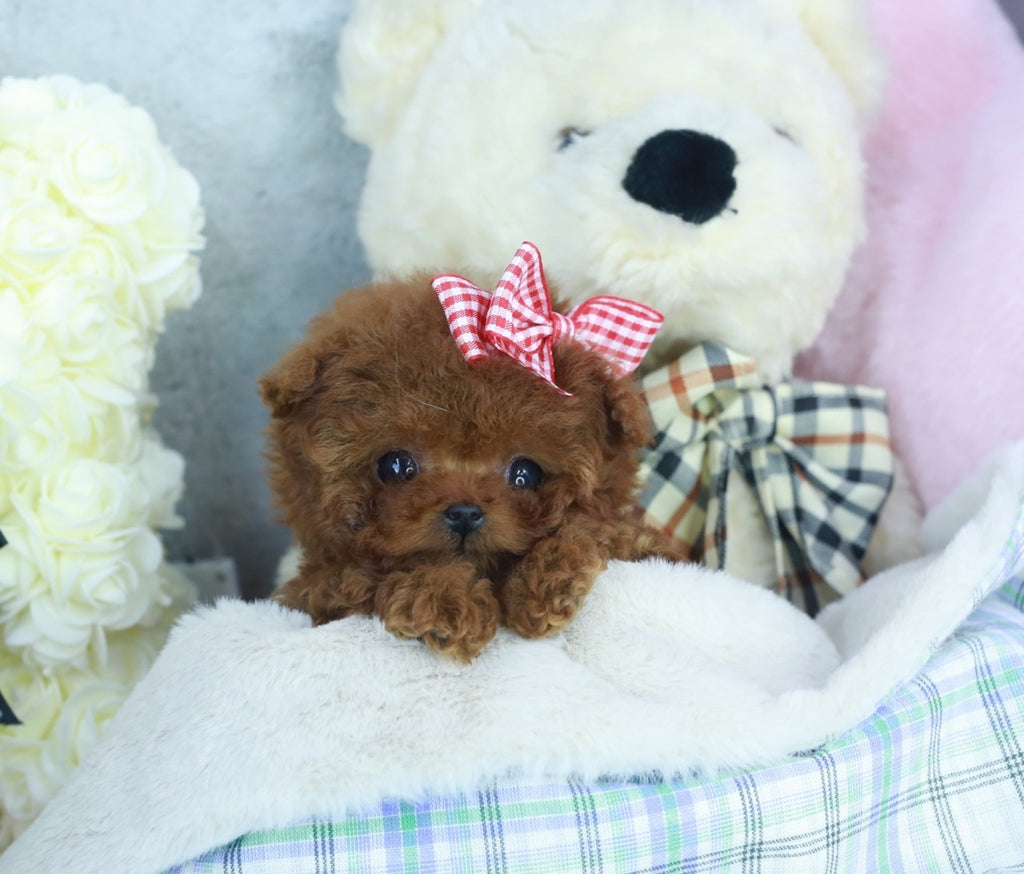 Knowing Toy Poodle breed