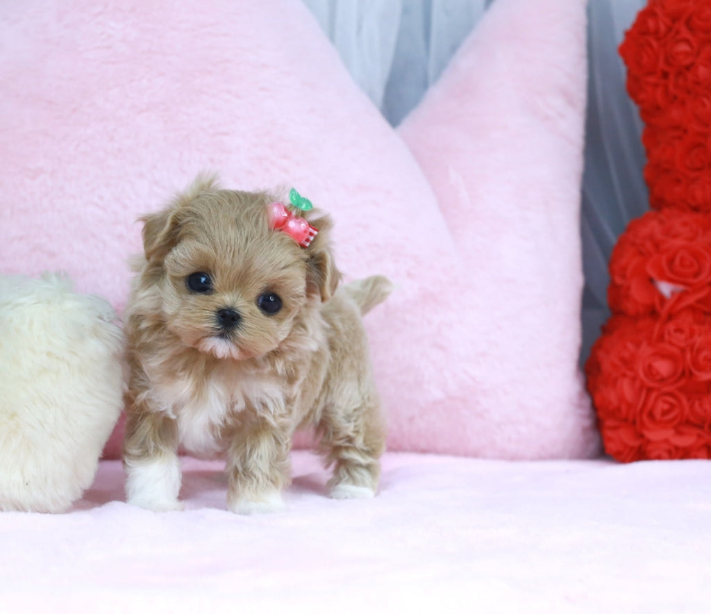 Knowing Maltipoo Breed